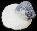 Crotalocephalina Trilobite - Foum Zguid, Morocco #25824-1